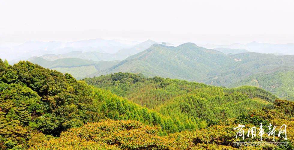 共建全国林业机械化示范基地！玉柴重工与广西最大林场签约合作